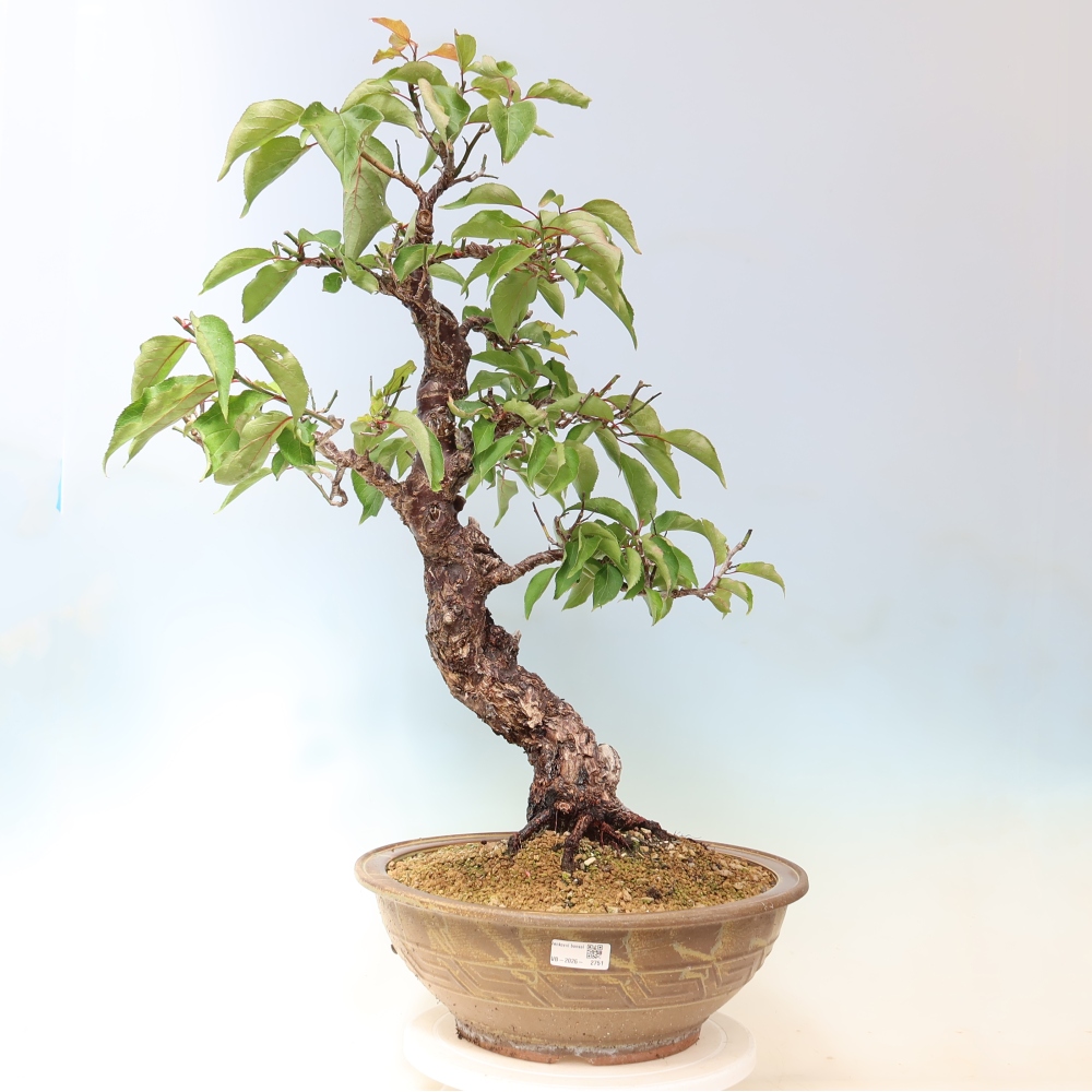 Outdoor Bonsai - Japanese Apricot - Prunus Mume