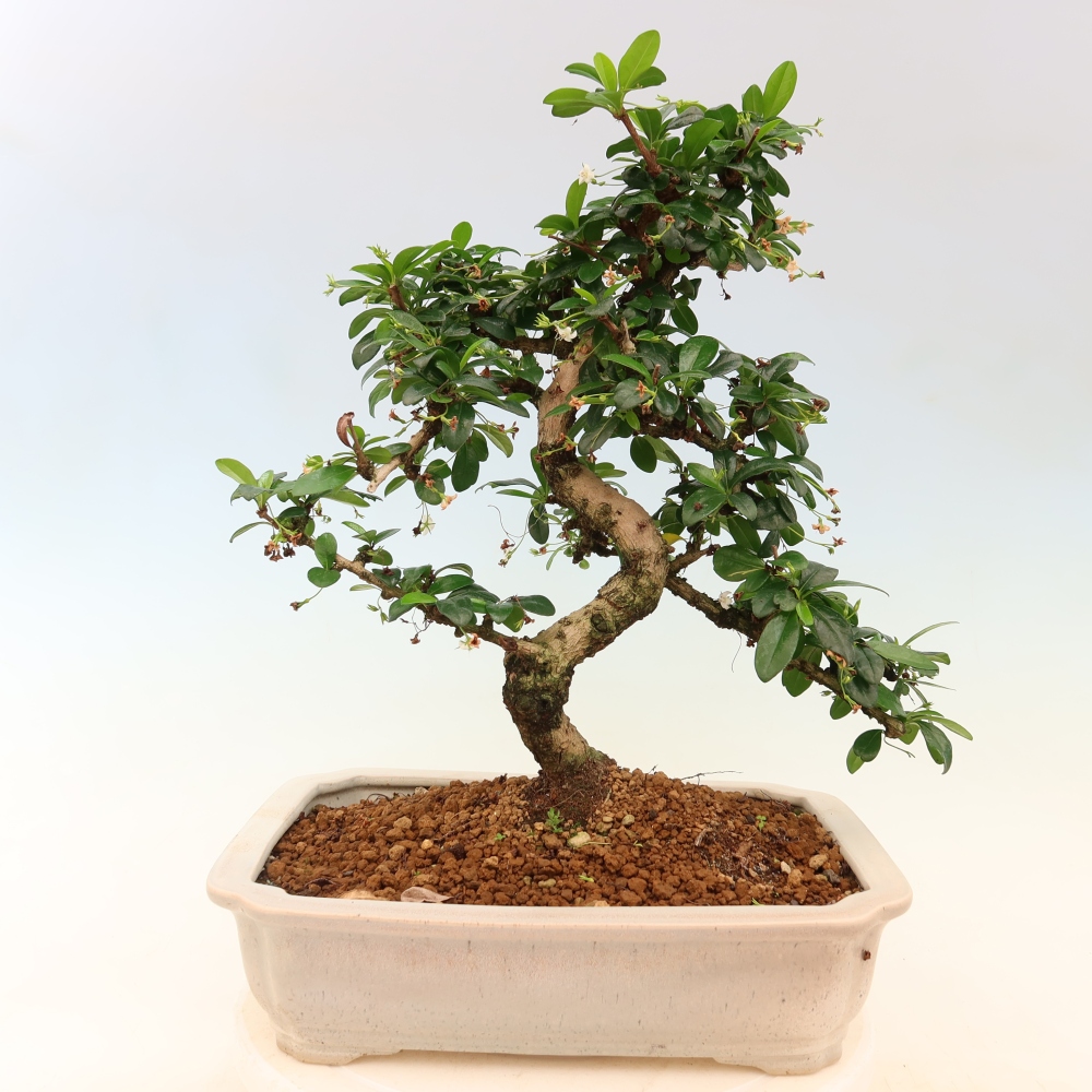 Room bonsai - Carmona macrophylla - Tea fuki