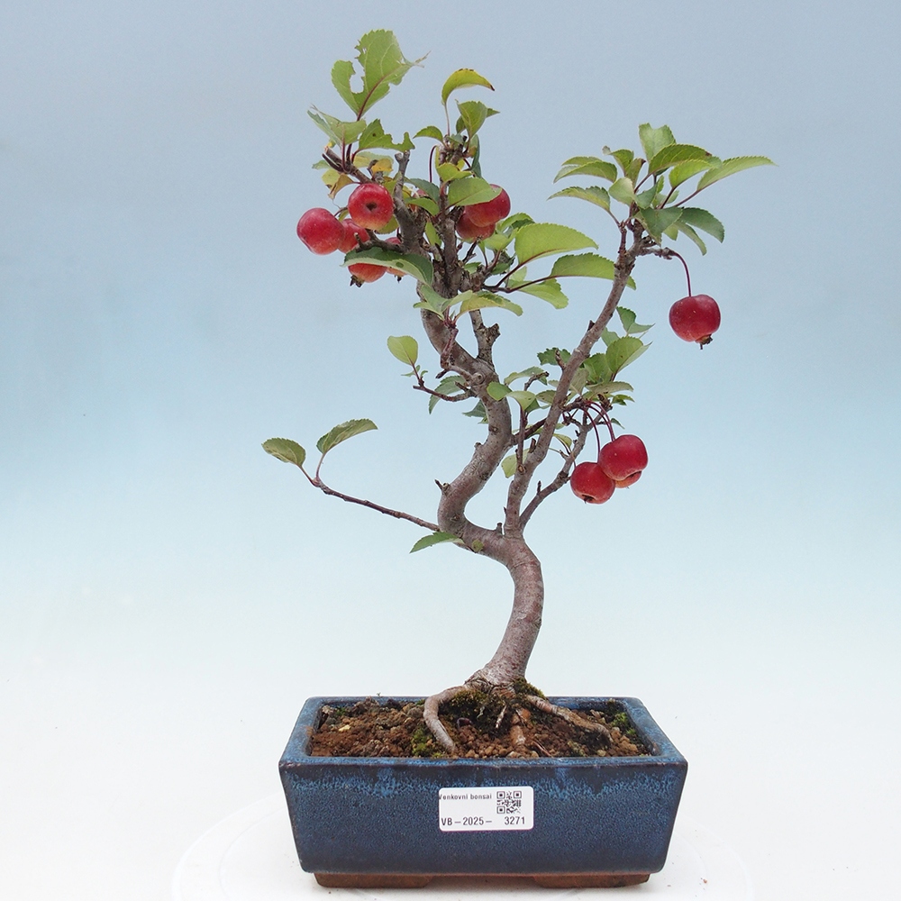 Outdoor bonsai - Malus halliana - Small-fruited apple tree