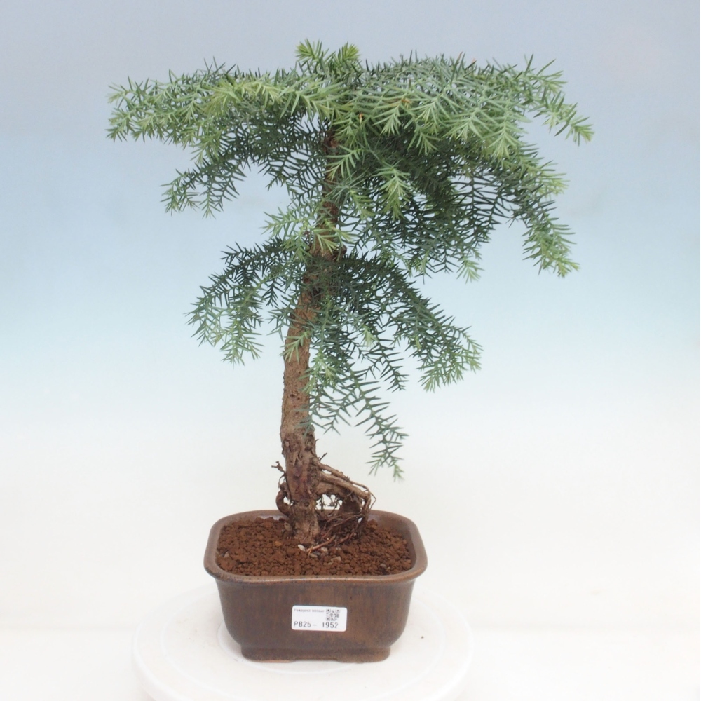Room bonsai - Araukarie - room spruce