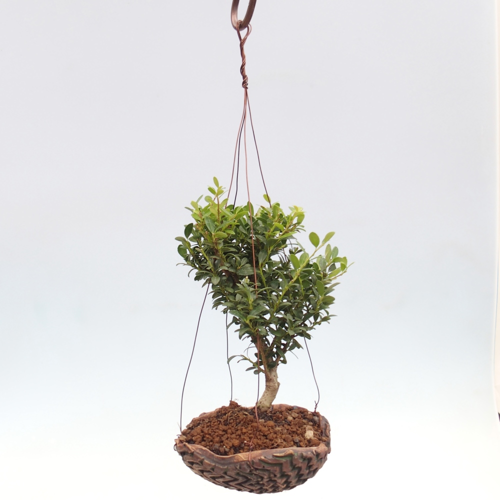 Kokedama in ceramic - Ilex crenata - Holly
