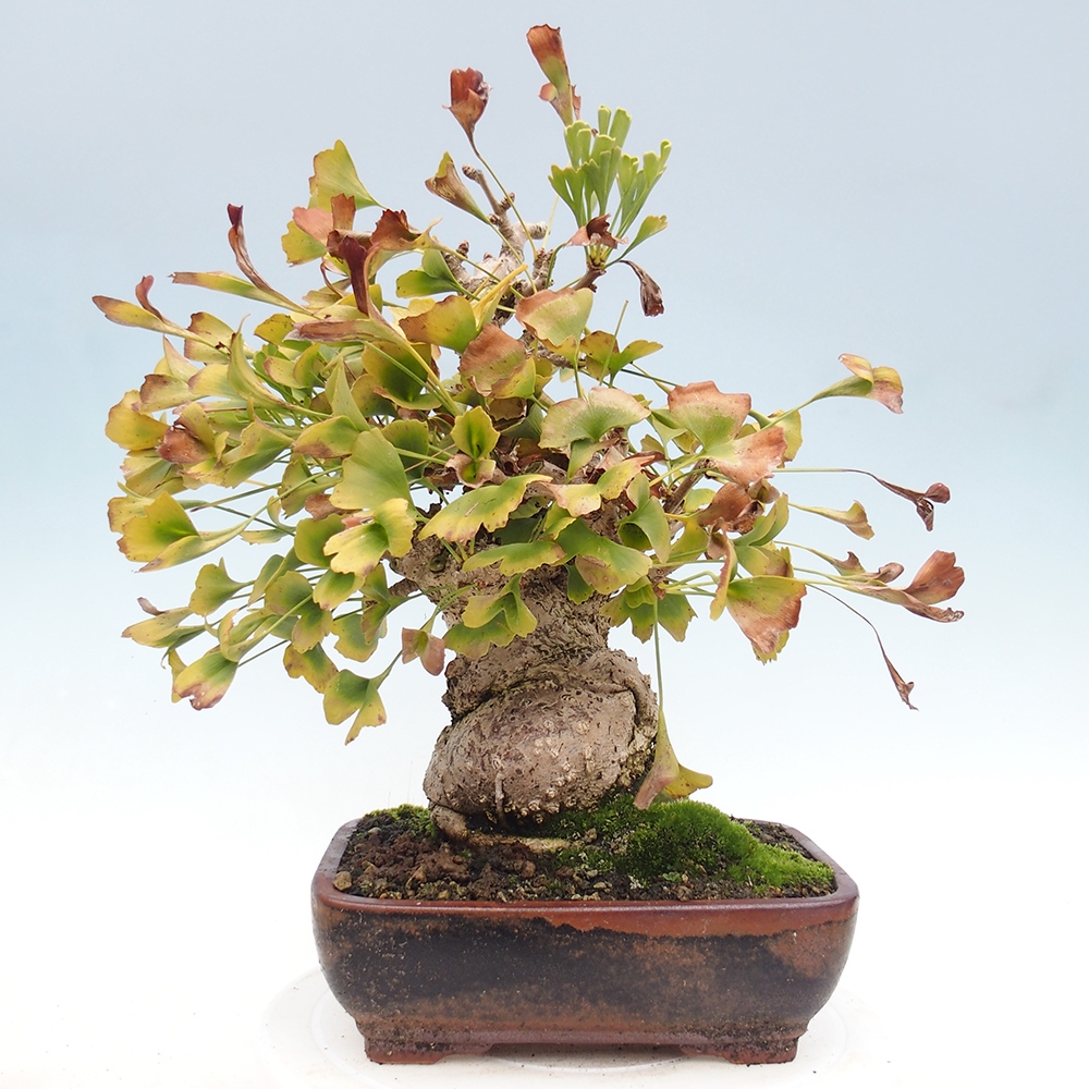 Outdoor bonsai - Ginkgo biloba