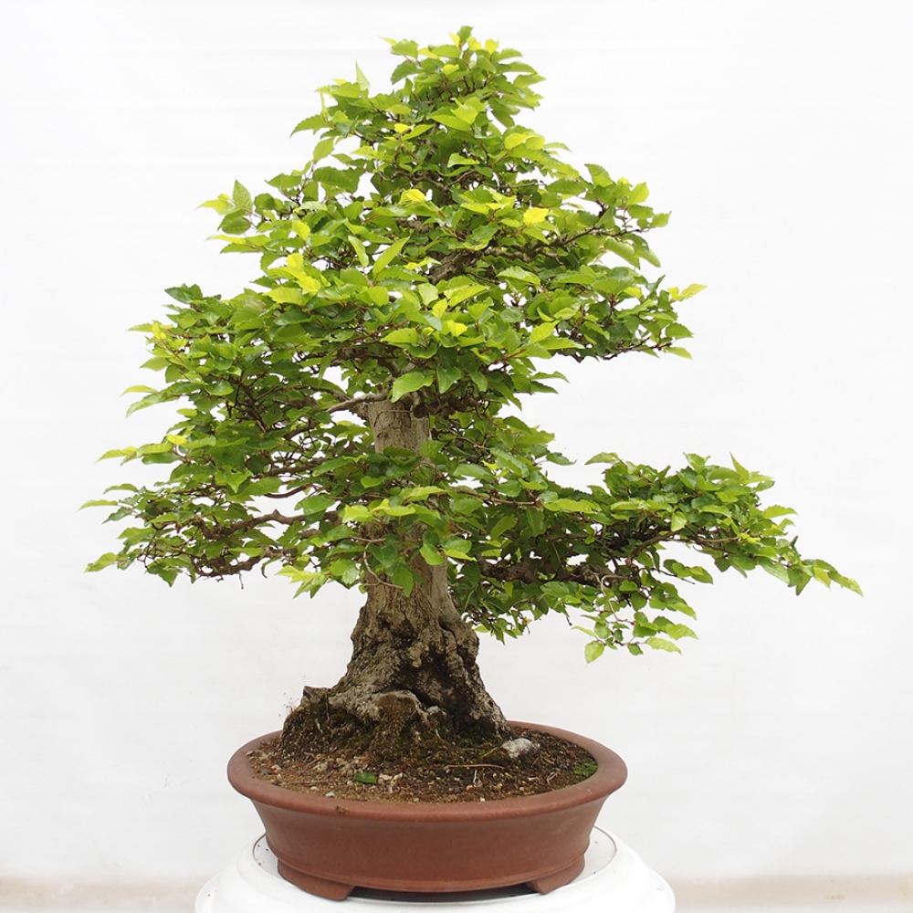 Outdoor bonsai -Carpinus CARPINOIDES - Korean hornbeam