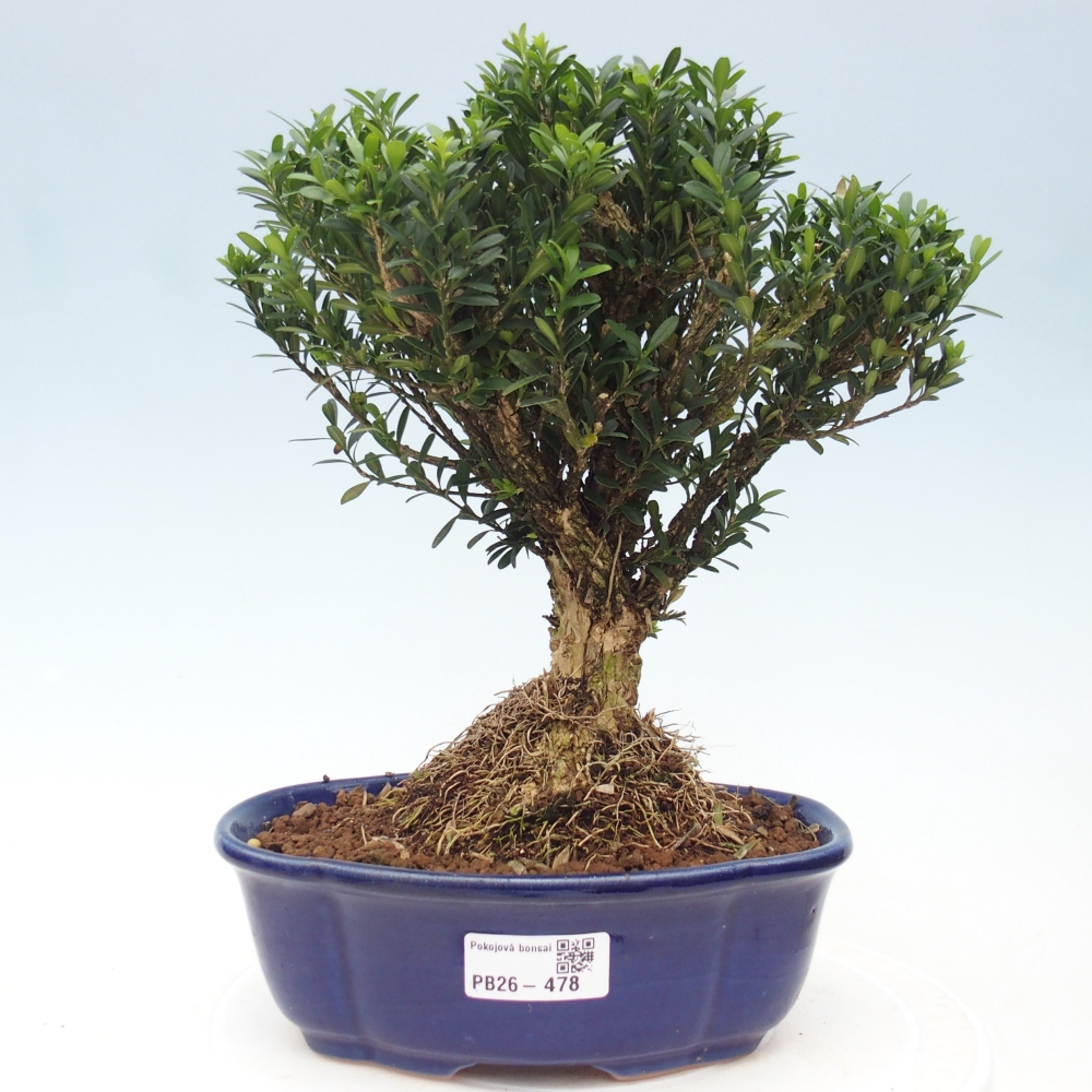 Room bonsai - Buxus harlandii - cork buxus