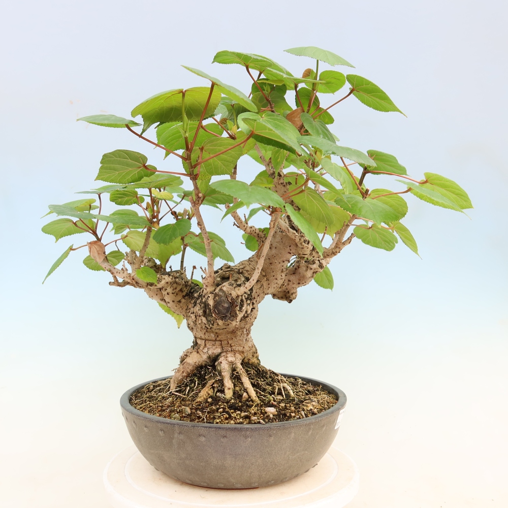 Indoor bonsai - Hibiscus tiliaceus - Sea Hibiscus