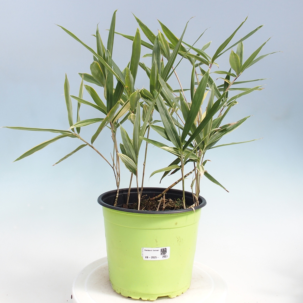 Outdoor bonsai - Sasaella masamuneana Albostriata - Bamboo