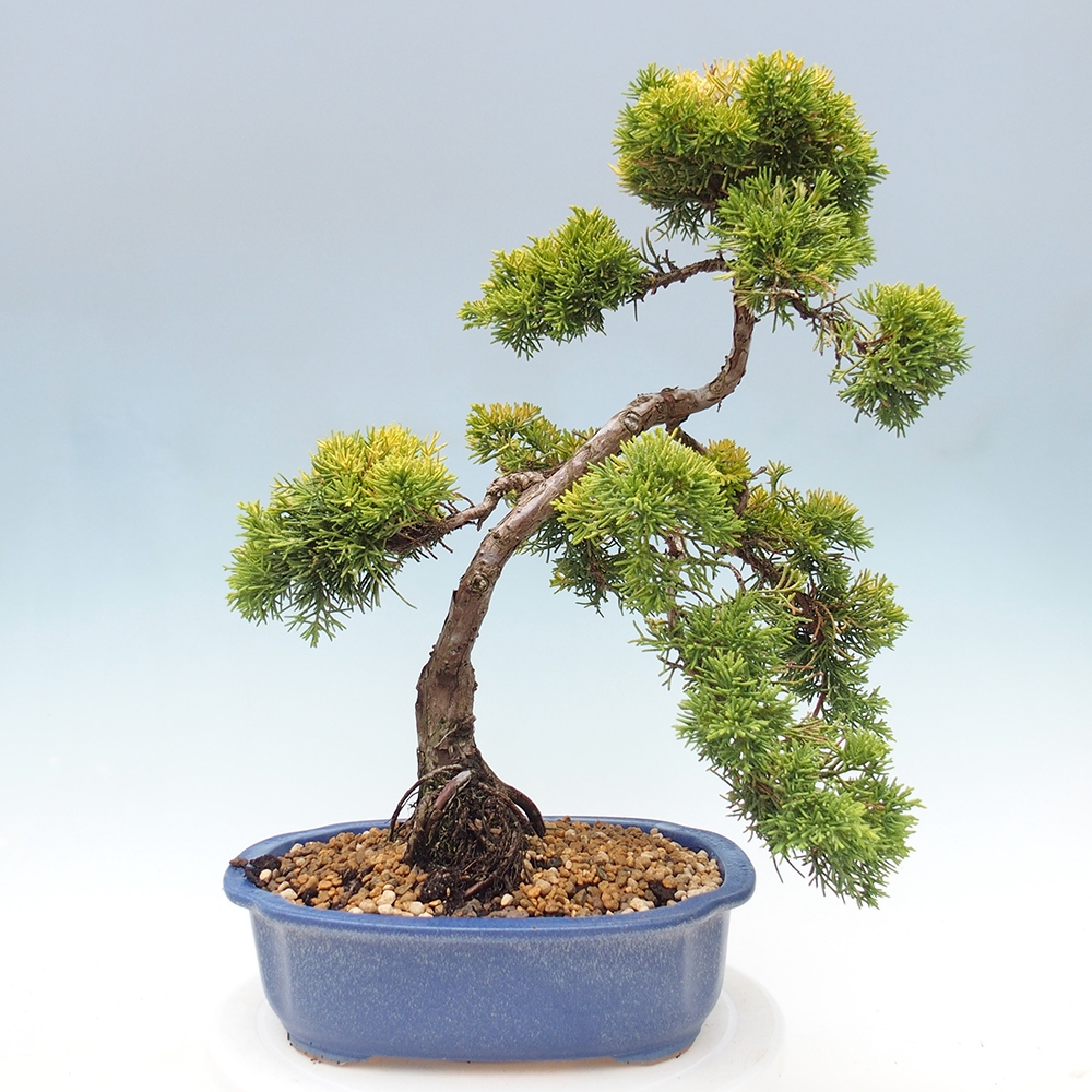 Outdoor bonsai - Juniperus chinensis plumosa aurea - Chinese golden juniper