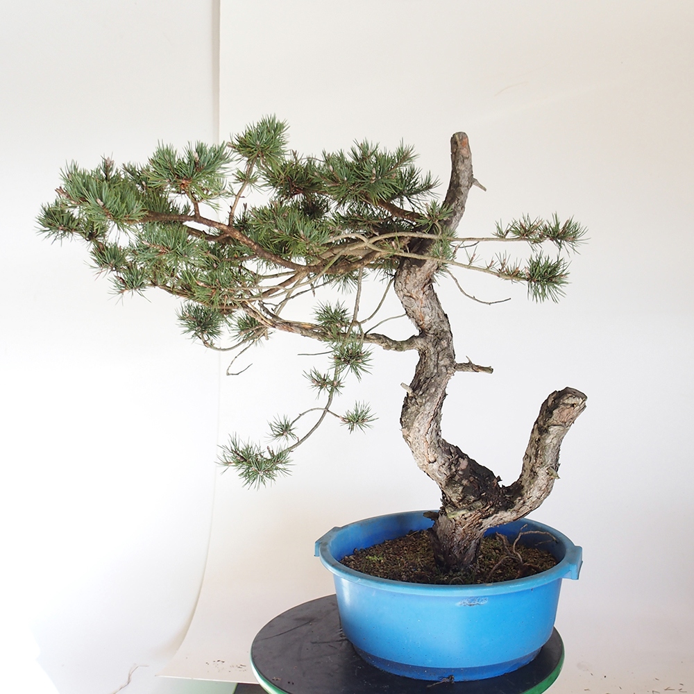 Yamadori - Pinus sylvestris Spain