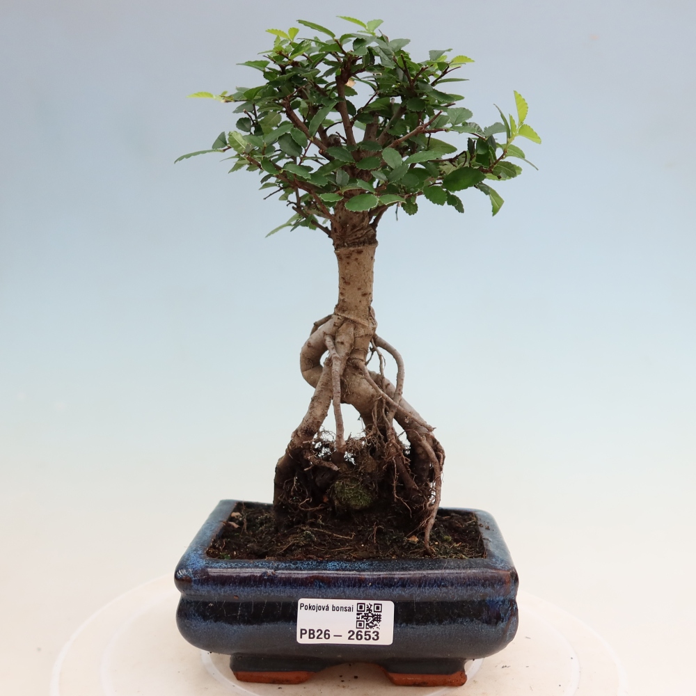 Room bonsai - Ulmus parvifolia - Small-leaved elm