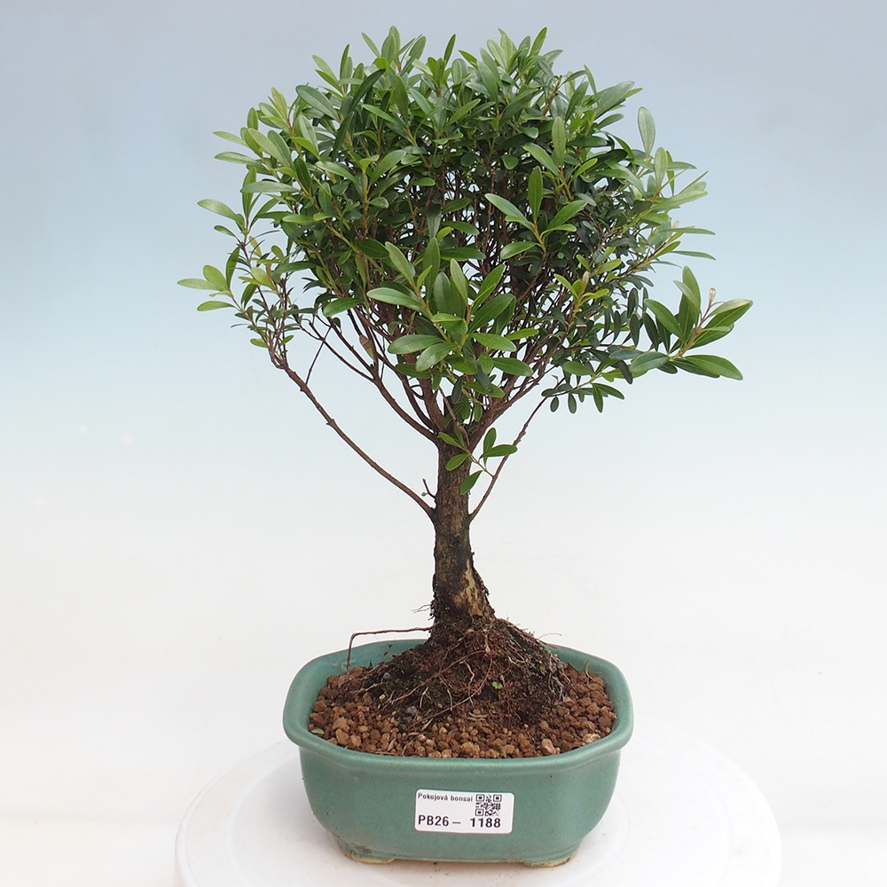 Room bonsai - Syzygium - Pimento