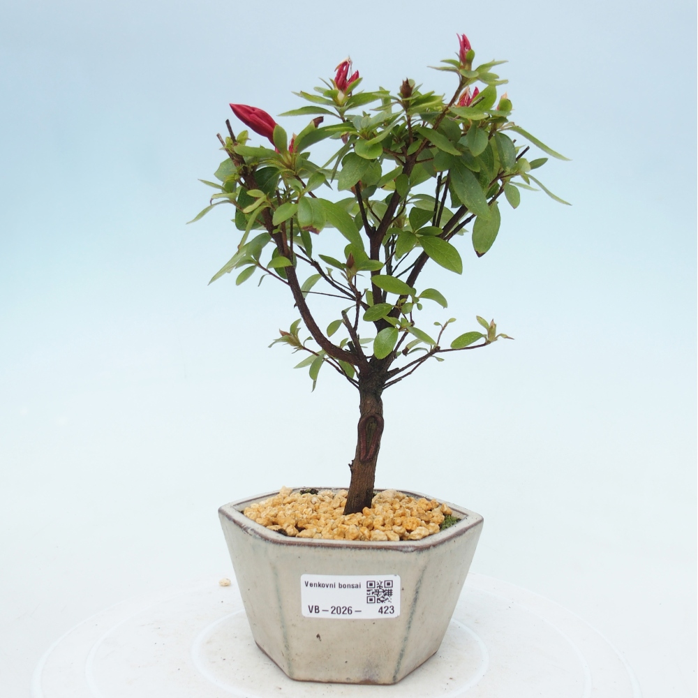 Outdoor bonsai - Japanese azalea - Azalea sp.