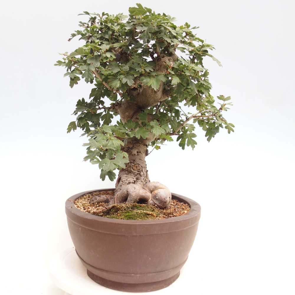Outdoor bonsai - Pink hawthorn, full-flowered - Crataegus 