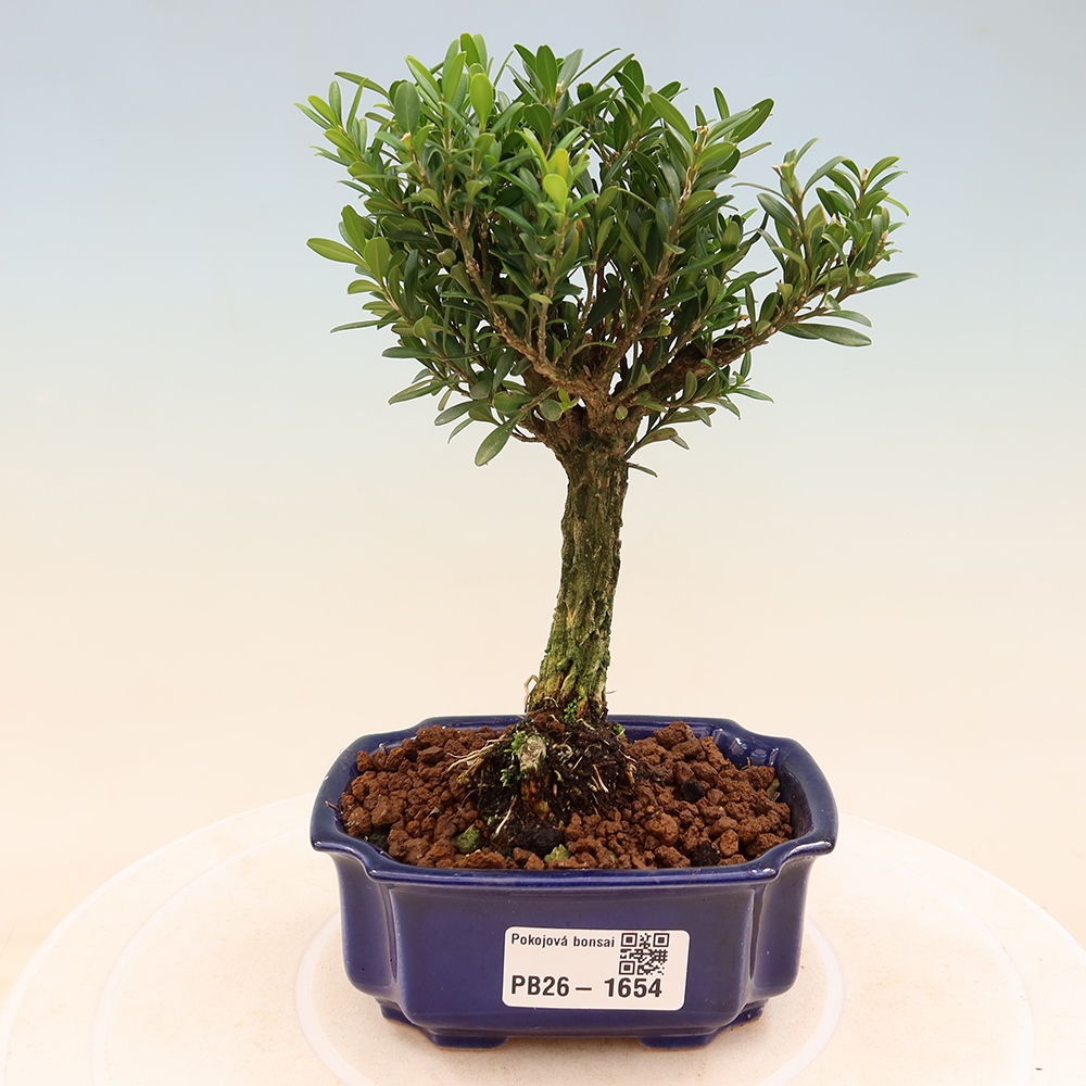 Room bonsai - Buxus harlandii - cork buxus