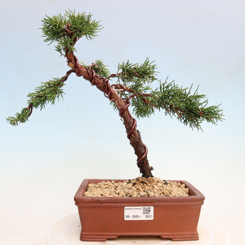 Outdoor bonsai - Juniperus chinensis Kishu