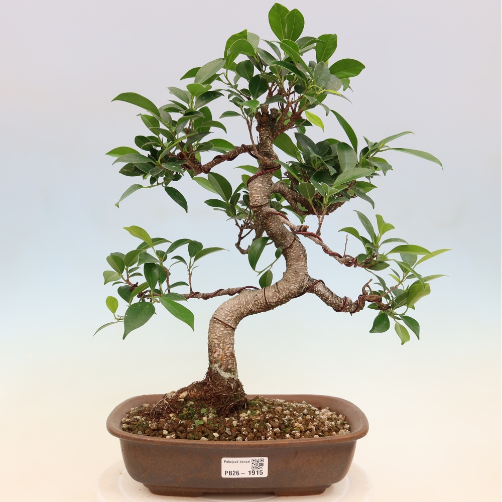 Room bonsai - Ficus kimmen - small-leaved ficus