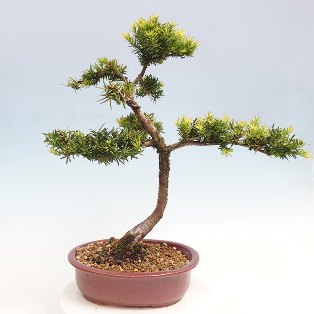 Outdoor bonsai - Taxus cuspidata - Japanese yew