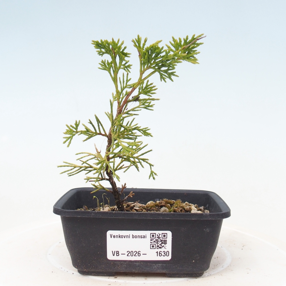 Outdoor bonsai - Juniperus chinensis Itoigawa