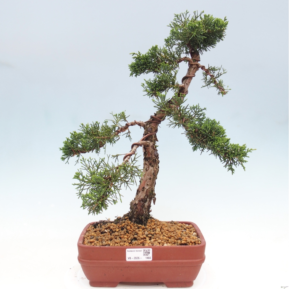 Outdoor bonsai - Juniperus chinensis Kishu