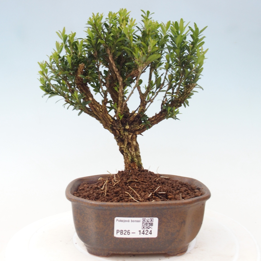 Room bonsai - Buxus harlandii - cork buxus
