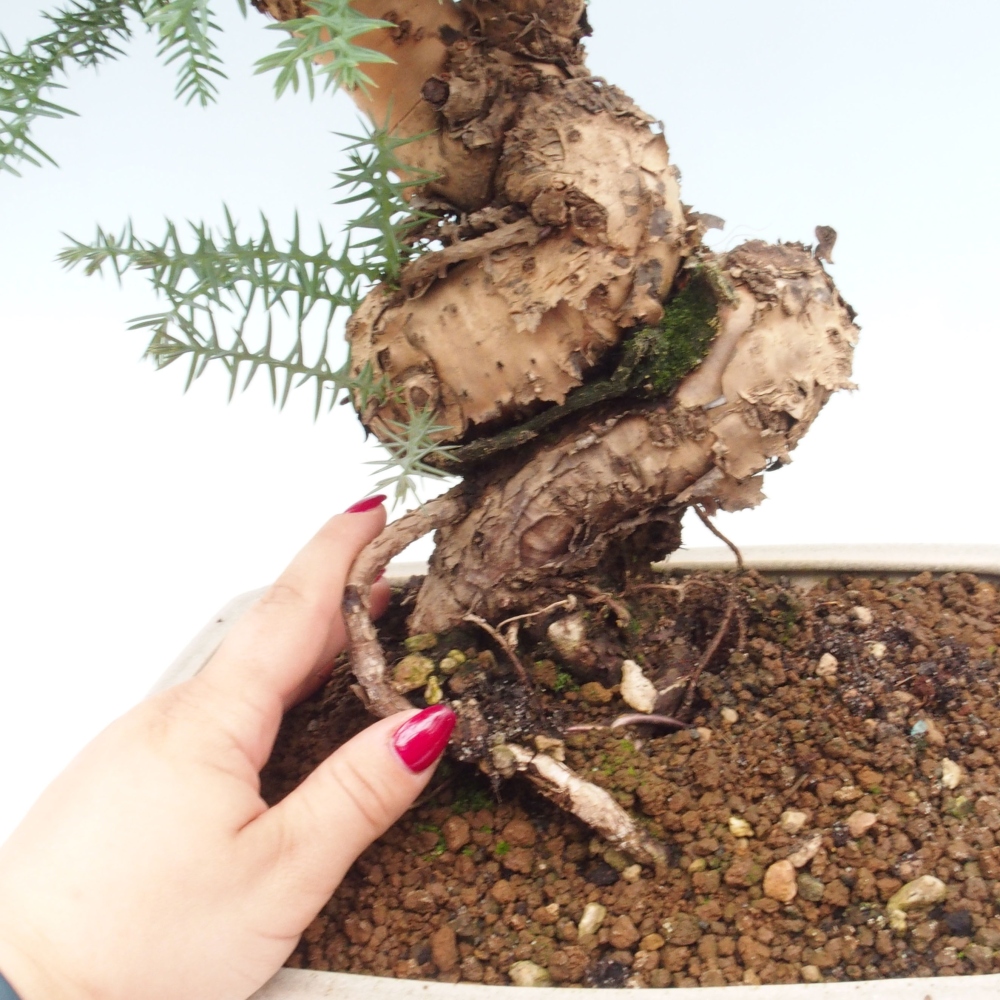 Room bonsai - Araukarie - room spruce