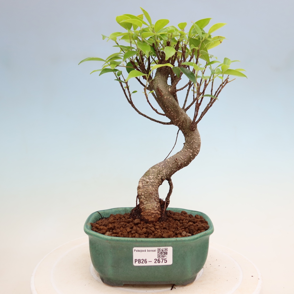 Room bonsai - Ficus kimmen - small-leaved ficus