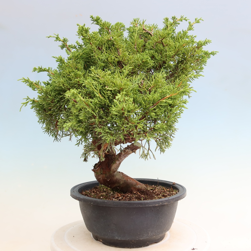 Outdoor Bonsai - Juniperus chinensis Itoigawa - Chinese Juniper