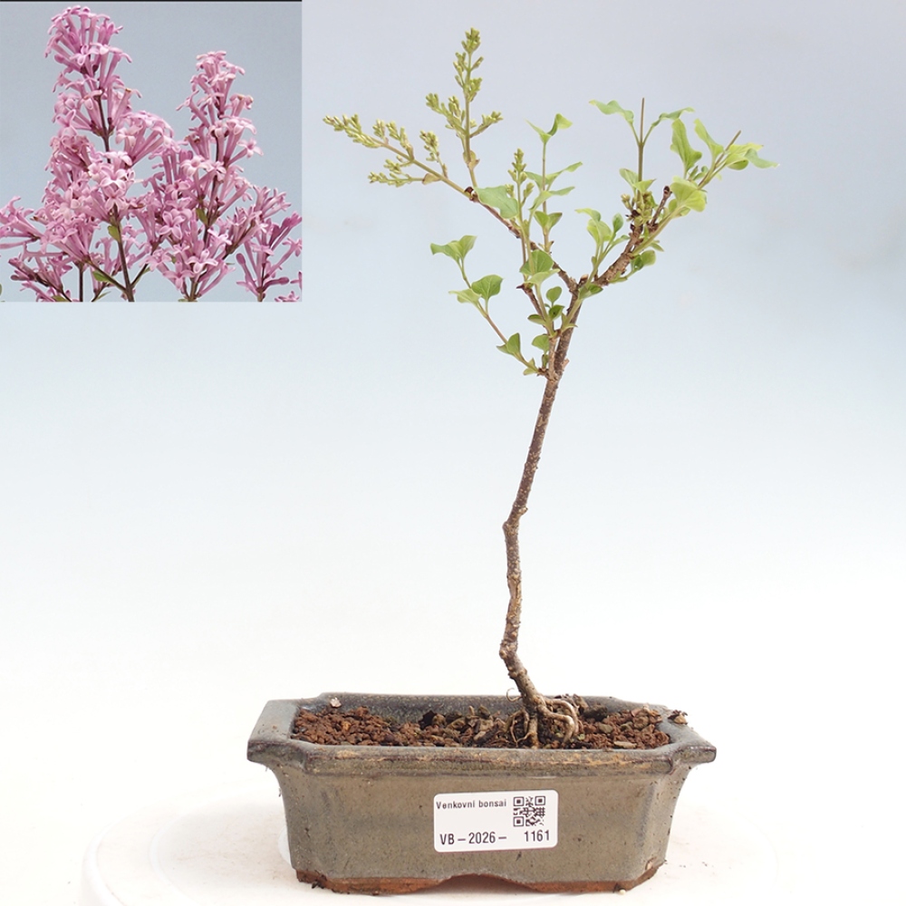 Outdoor bonsai - Syringa Meyeri Palibin - Meyer's Lilac