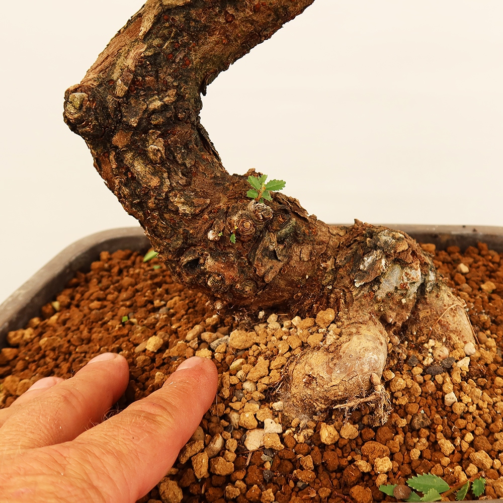 Outdoor bonsai - Zelkova - Zelkova NIRE