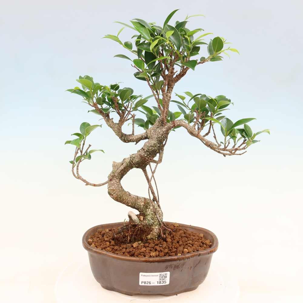 Room bonsai - Ficus retusa - small-leaved ficus