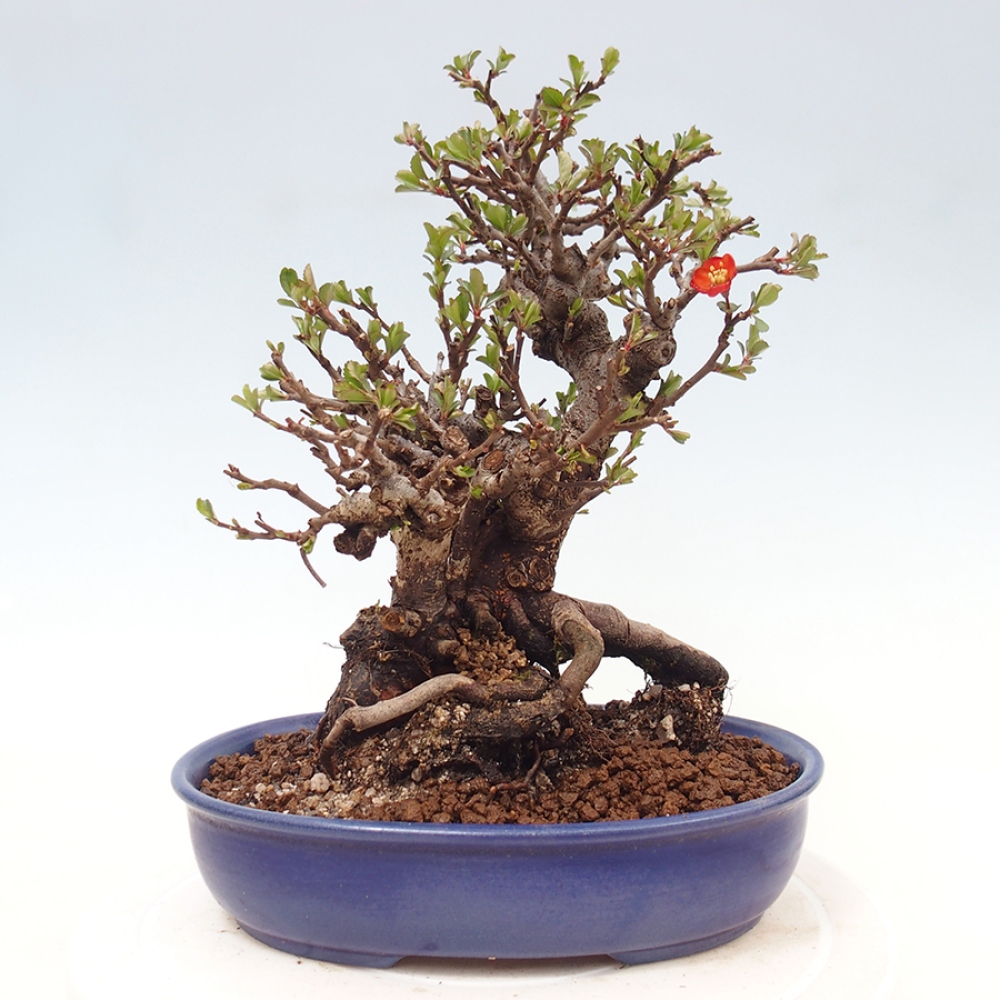 Outdoor bonsai - Chaneomeles speciosa - Quince