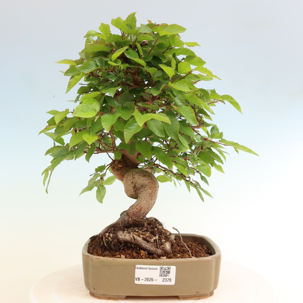 Outdoor bonsai -Carpinus coreana - Korean Hornbeam