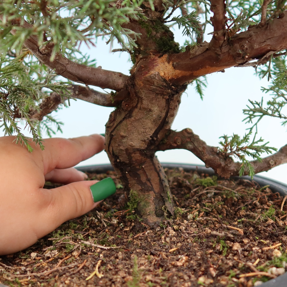 Outdoor Bonsai - Juniperus chinensis Itoigawa - Chinese Juniper