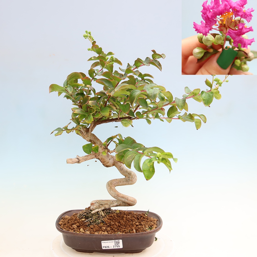 Indoor Bonsai - Lagerstroemia indica - Indian Lilac