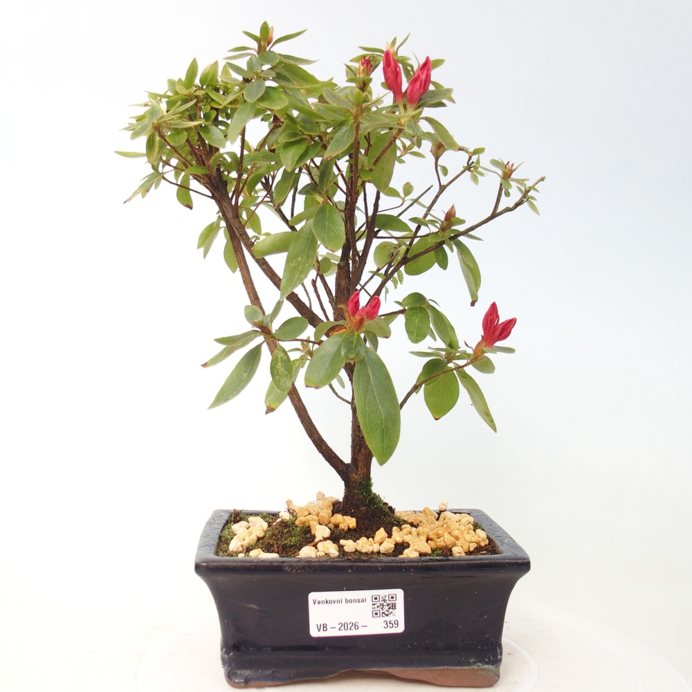 Outdoor bonsai - Japanese azalea - Azalea sp.