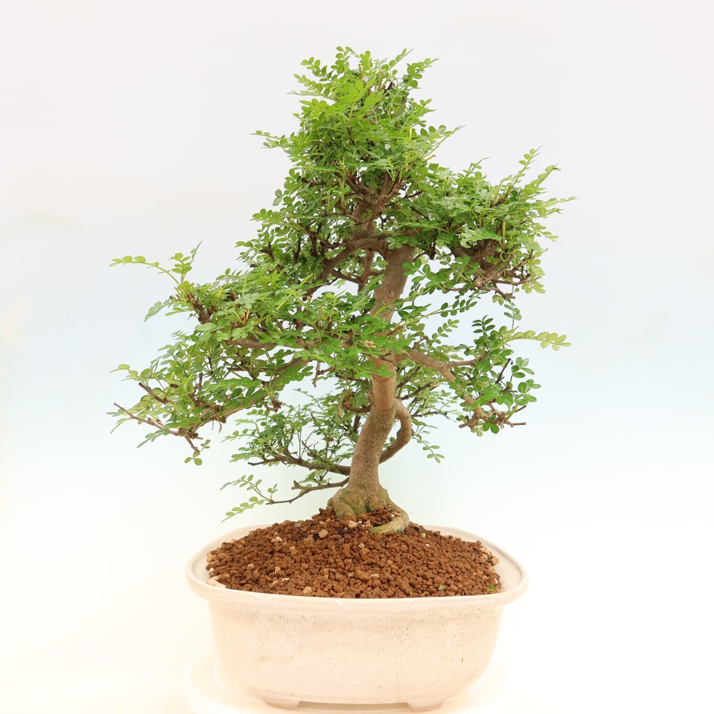Room bonsai - Zantoxylum piperitum - pepper tree