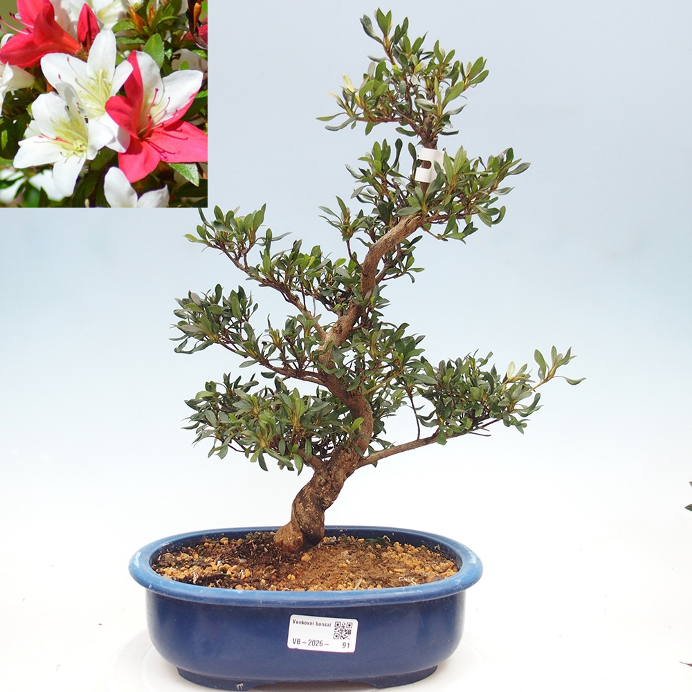 Outdoor bonsai - Japanese azalea - Azalea CHIHIRO