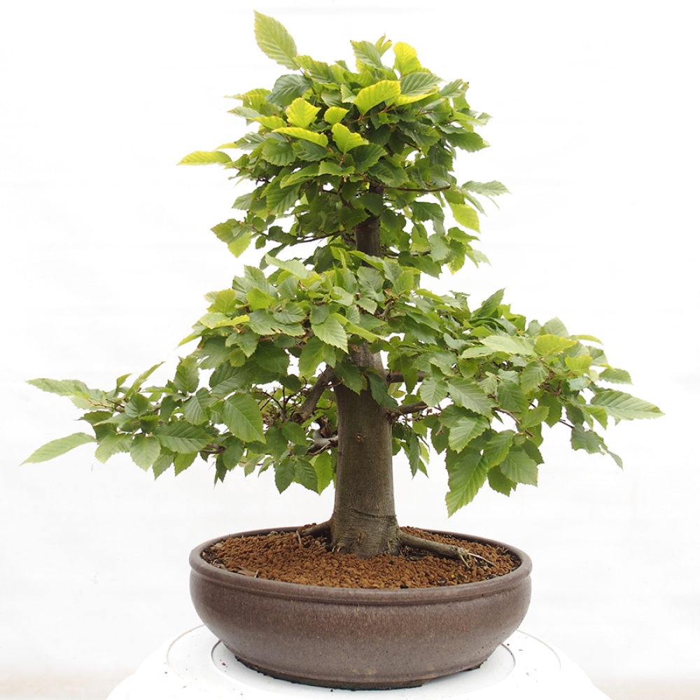 Outdoor bonsai - Hornbeam - Carpinus betulus