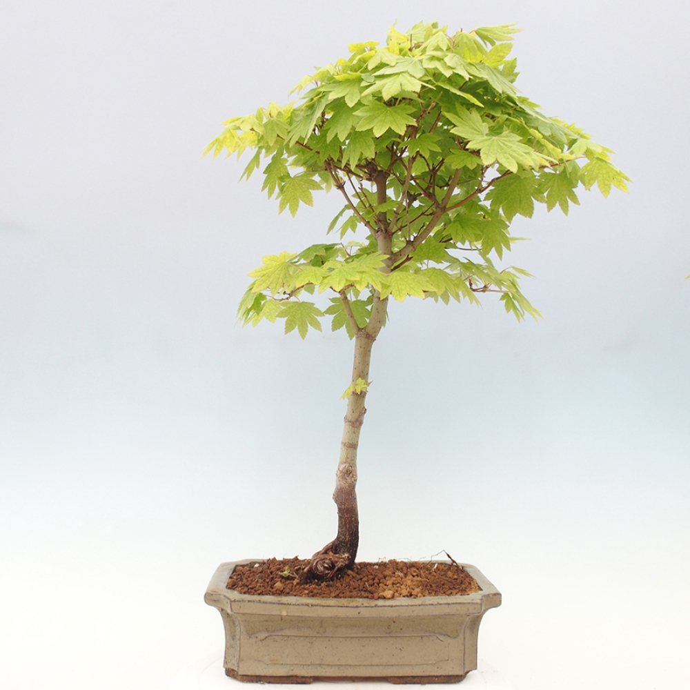 Outdoor bonsai - Maple palmatum katsura GISAN - Maple palmate