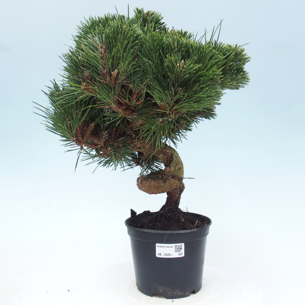 Outdoor bonsai - Pinus thunbergii senjyumaru - Thunberg pine