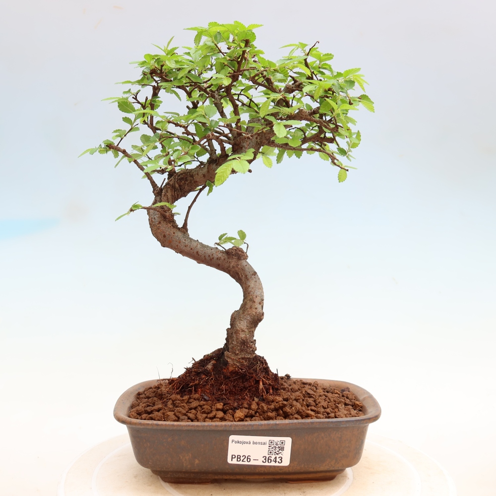 Room bonsai - Ulmus parvifolia - Small-leaved elm