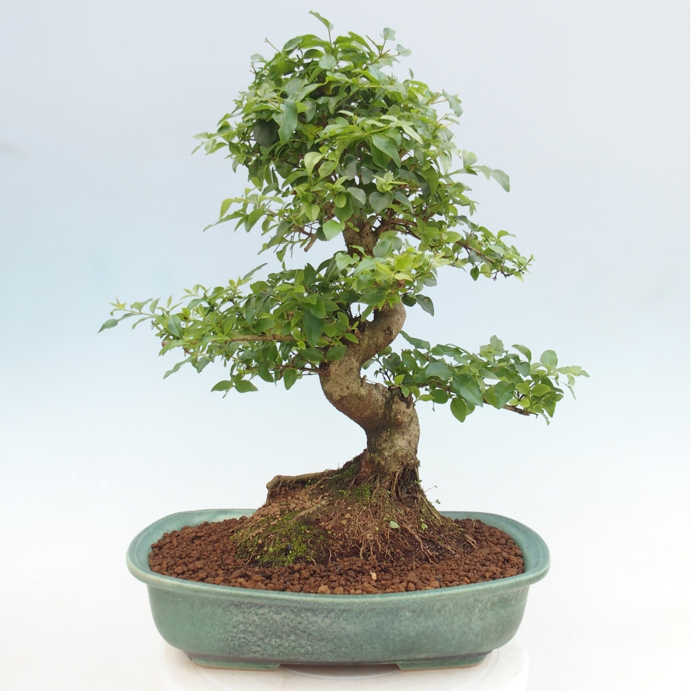 Room bonsai -Ligustrum chinensis - Birds Beak
