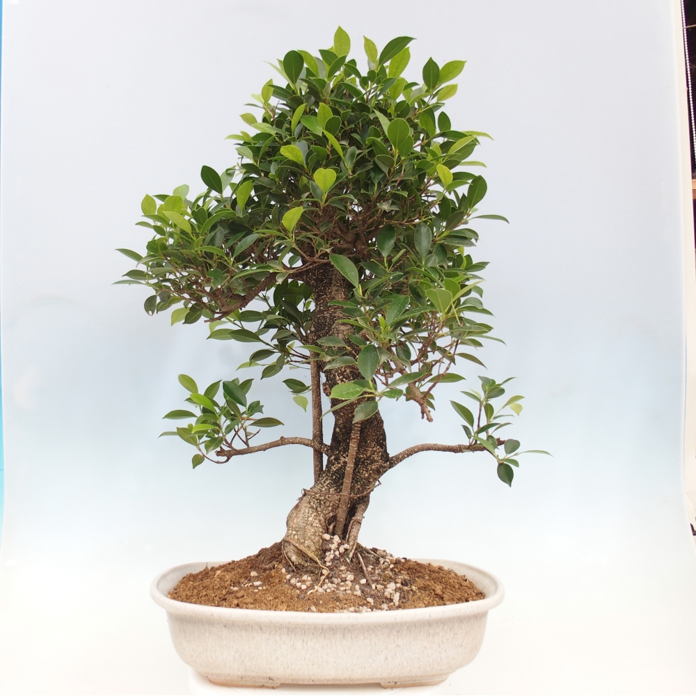 Room bonsai - Ficus kimmen - small-leaved ficus - PERSONAL COLLECTION ONLY or pallet transport