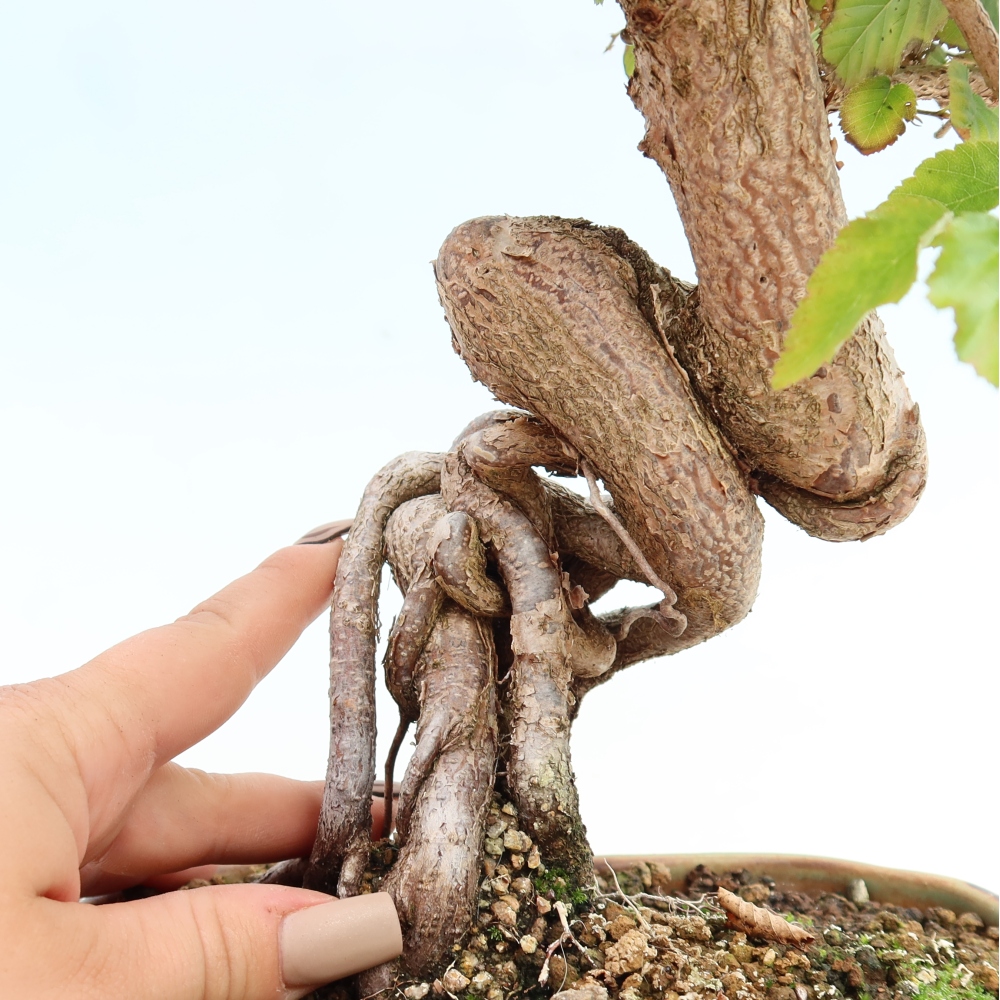 Outdoor bonsai -Carpinus CARPINOIDES - Korean Hornbeam