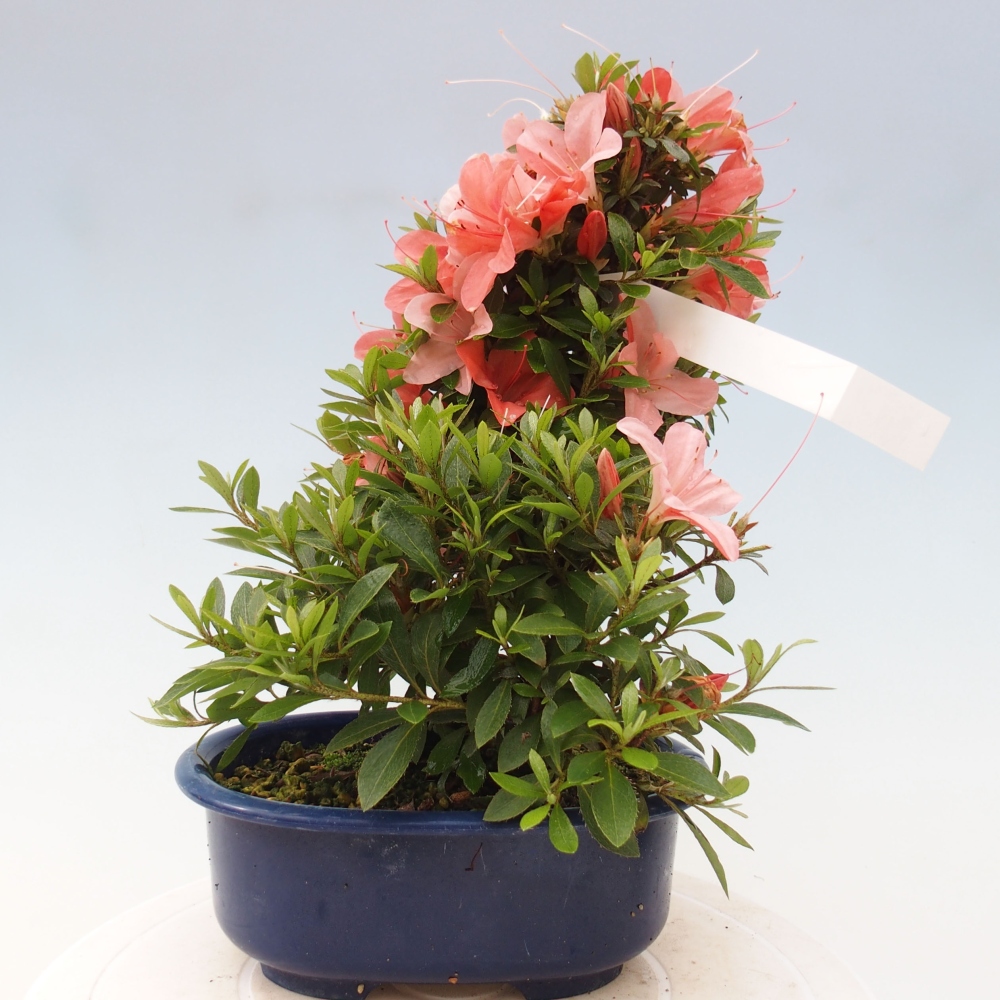 Outdoor bonsai - Japanese azalea - Azalea Nikko
