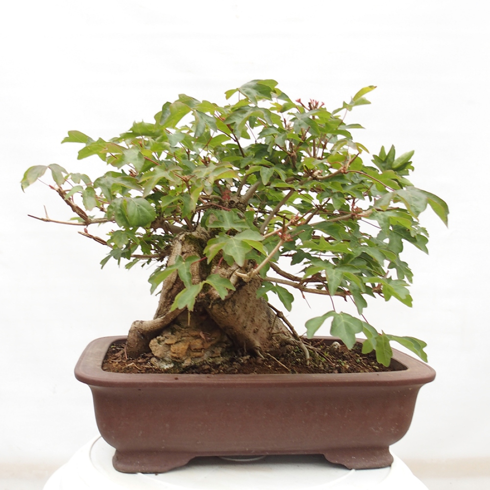 Outdoor bonsai - Baby maple - Acer campestre
