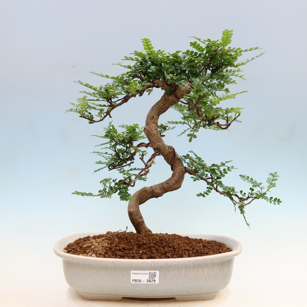Room bonsai - Zantoxylum piperitum - pepper tree