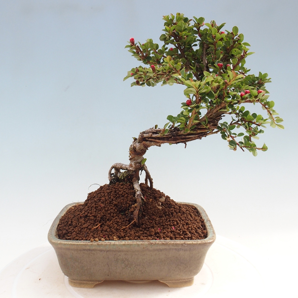 Outdoor bonsai - Cotoneaster horizontalis - Rock tree