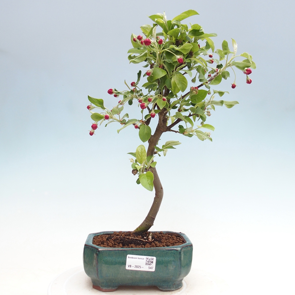 Outdoor bonsai - Malus halliana - Small-fruited apple tree