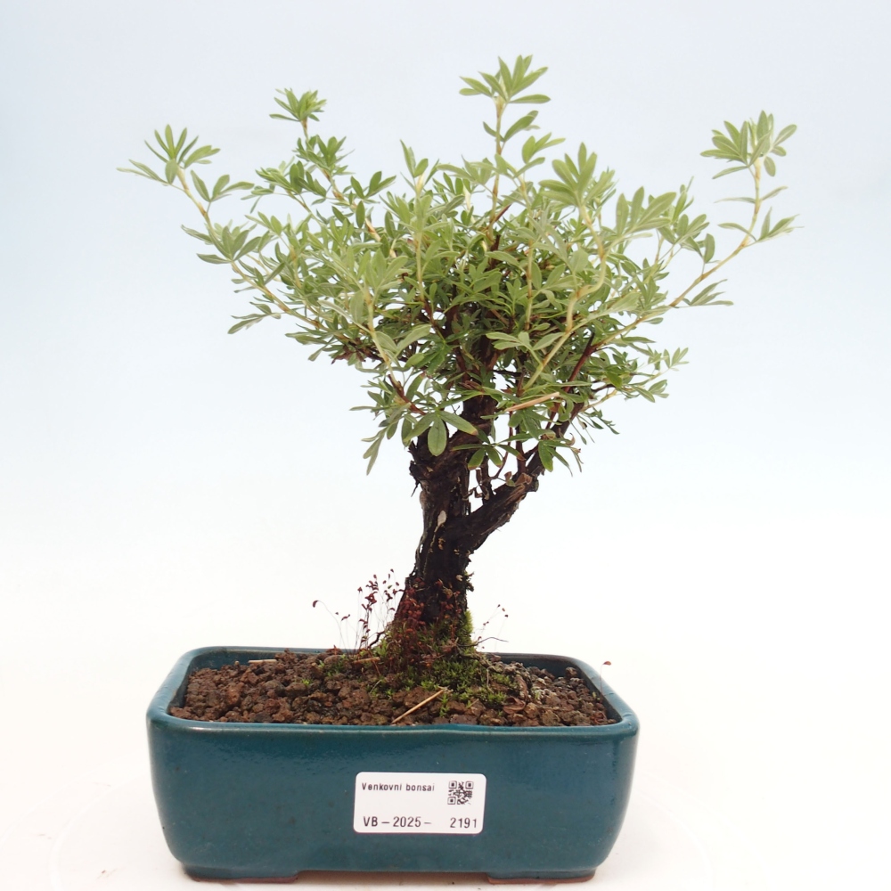 Outdoor bonsai-Cinquefoil - Potentila fruticosa yellow Bird