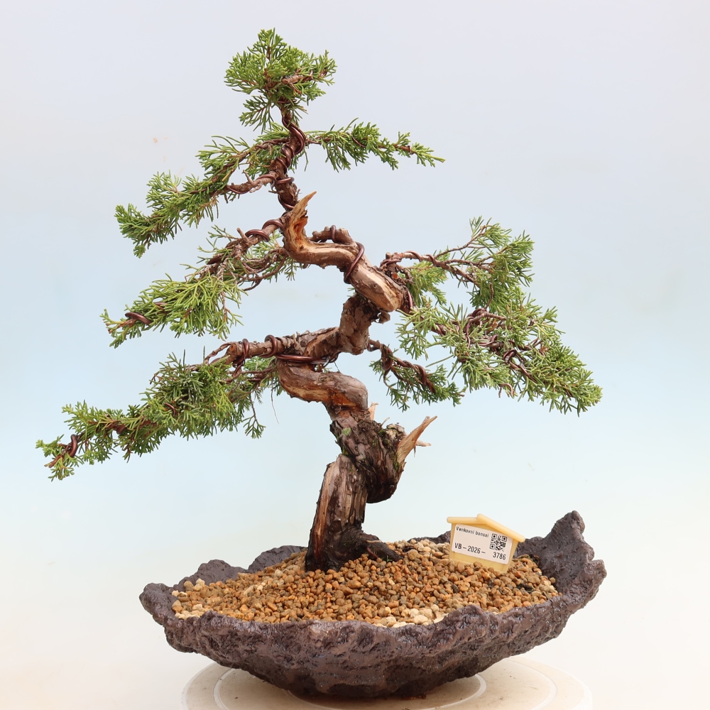Outdoor Bonsai - Juniperus chinensis Itoigawa - Chinese Juniper